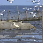 't Lant Texsel De Koog (Texel)