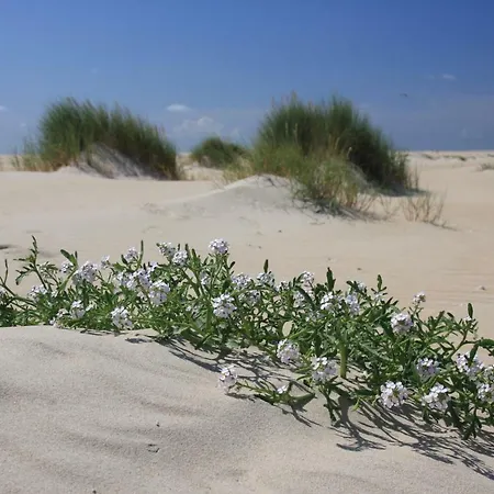 't Lant Texsel De Koog