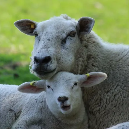 Bed & Breakfast 't Lant Texsel 3*