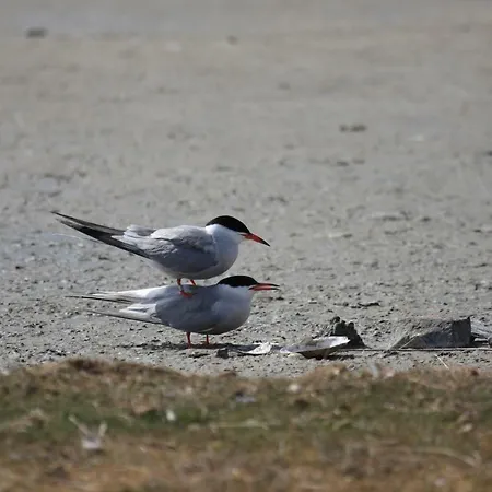 Bed & Breakfast 't Lant Texsel De Koog (Texel)
