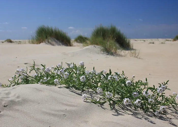 't Lant Texsel De Koog (Texel)