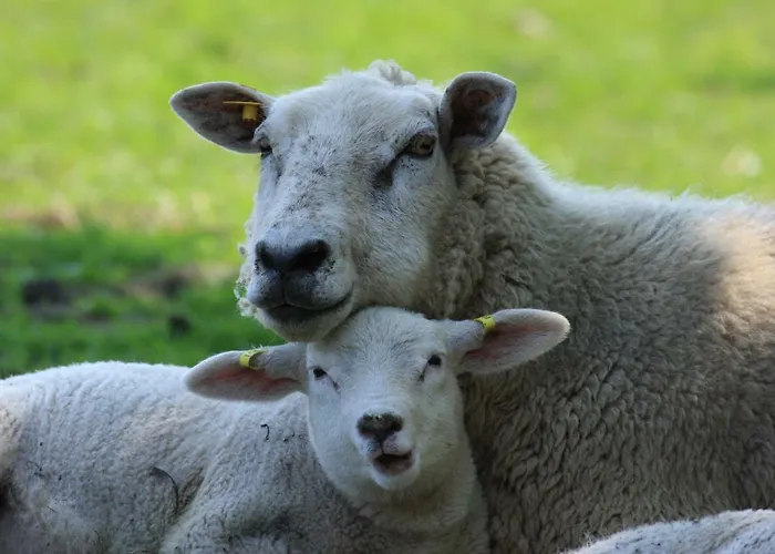 Oda ve Kahvaltı 't Lant Texsel 3*