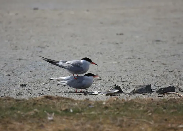 Oda ve Kahvaltı 't Lant Texsel De Koog (Texel)